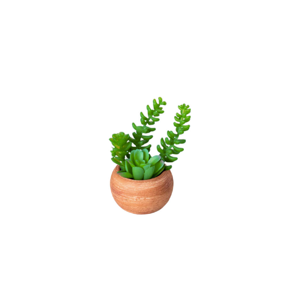 MINI POTE SUCULENTAS ECHEVERIA-COLA DE BURRO