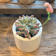 SUCULENTA SEDUM PACHYPYLUM AZUL 23CM