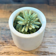 SUCULENTA SEDUM PACHYPYLUM VERDE 10CM
