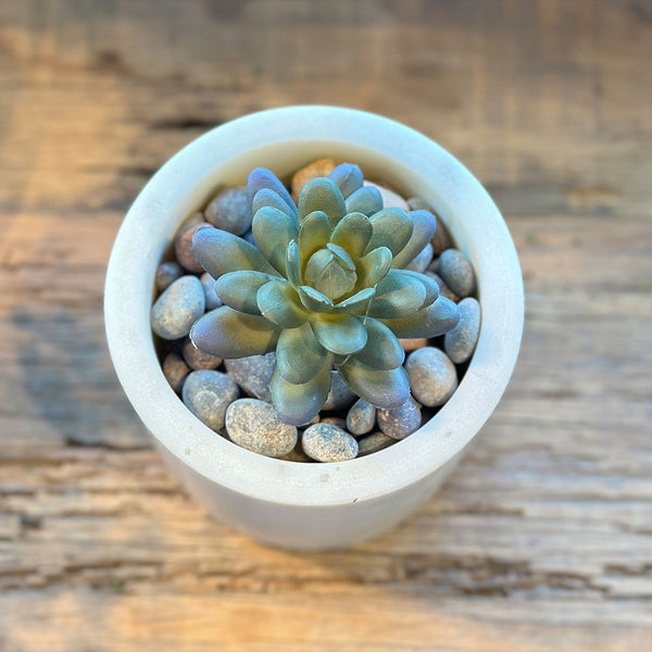 SUCULENTA SEDUM PACHYPYLUM MORADO 10CM