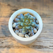 SUCULENTA SEDUM PACHYPYLUM MORADO 10CM