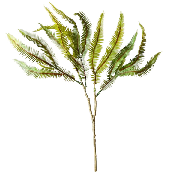 RAMA DE MINI ASPLENIUM 50 CM