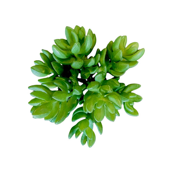 SUCULENTA  ARTIFICIAL SEDUM OBESUM