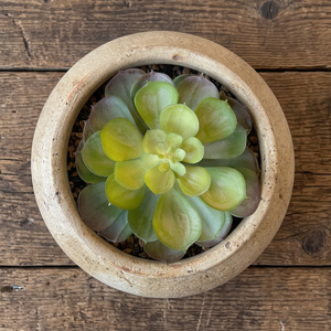 SUCULENTA  ARTIFICIAL AEONIUM GRANDE
