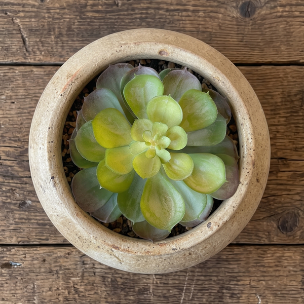 SUCULENTA  ARTIFICIAL AEONIUM GRANDE