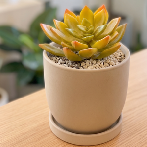 SUCULENTA  ARTIFICIAL SEDUM MADRE PERLA