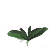 HOJA DE ORQUIDEA 21 CM