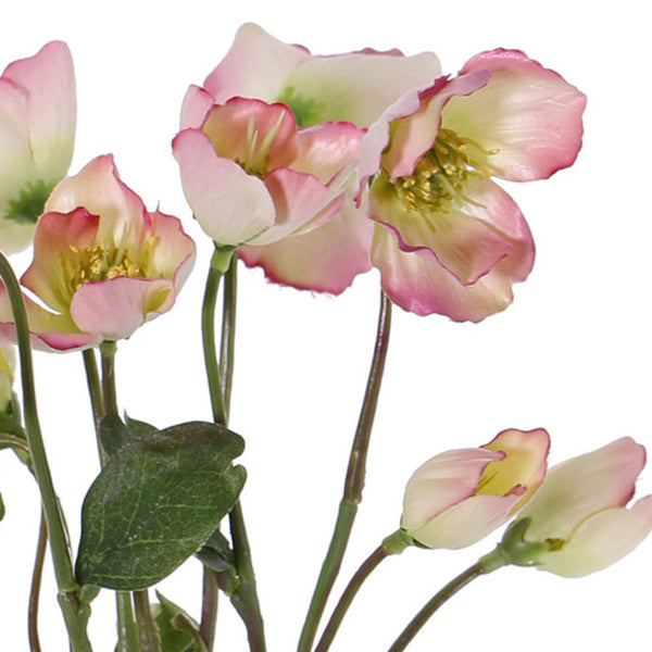 ELÉBORO ROSADO 30 CM