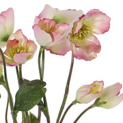 ELÉBORO ROSADO 30 CM