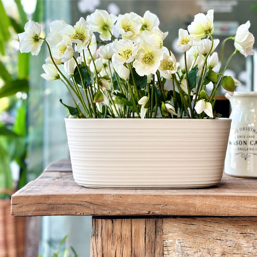 ELÉBORO BLANCO 30 CM