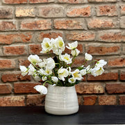 ELÉBORO BLANCO 30 CM