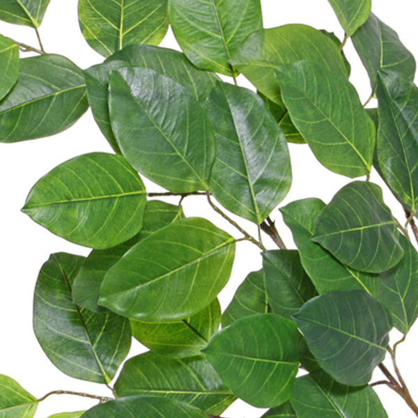 RAMA FICUS BANAYAN 94 CM