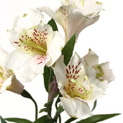 ASTROMELIA BLANCA 75 CM