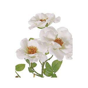 ROSA MOSQUETA BLANCA 60 CM