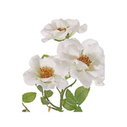 ROSA MOSQUETA BLANCA 60 CM