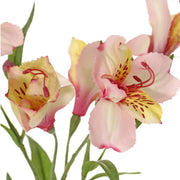 ASTROMELIA BLANCA CON ROSADO 75 CM