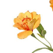 ASTROMELIA AMBAR 75 CM