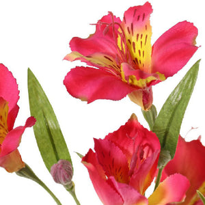 ASTROMELIA FUCSIA 75 CM