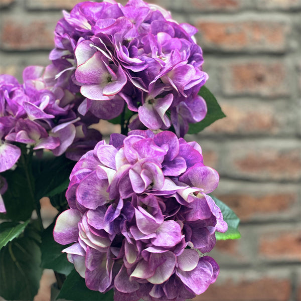 HORTENSIA PURPURA 60CM