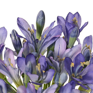 AGAPANTO AZUL 88 CM