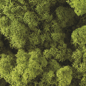 MUSGO VERDE