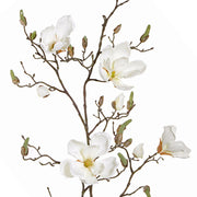 MAGNOLIA SOULANGEANA CREMA 107 CM
