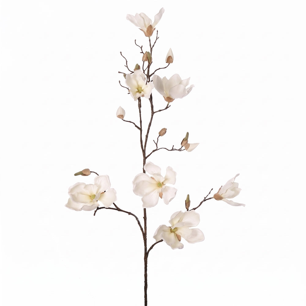 MAGNOLIA SOULANGEANA CREMA 107 CM