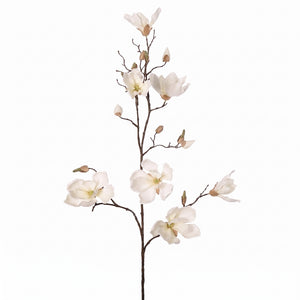 MAGNOLIA SOULANGEANA CREMA 107 CM