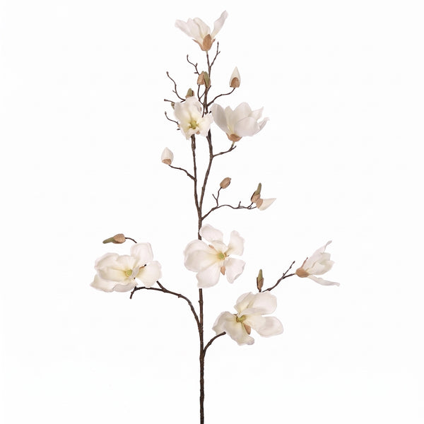 MAGNOLIA SOULANGEANA CREMA 107 CM