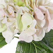 HORTENSIA BLANCA CON ROSADO 60 CM