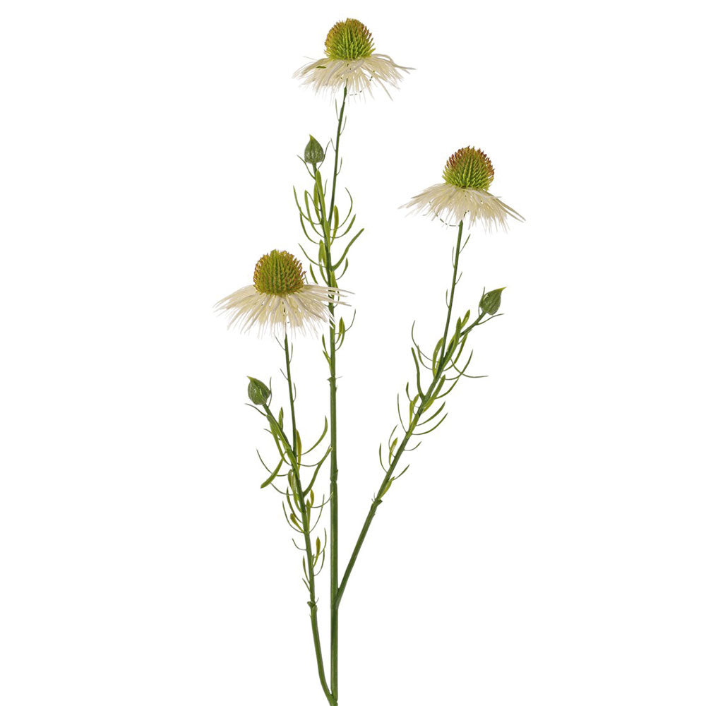 EQUINÁCEA CREMA 70CM