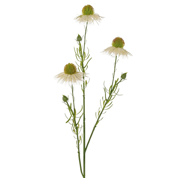 EQUINÁCEA CREMA 70CM