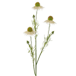 EQUINÁCEA CREMA 70CM