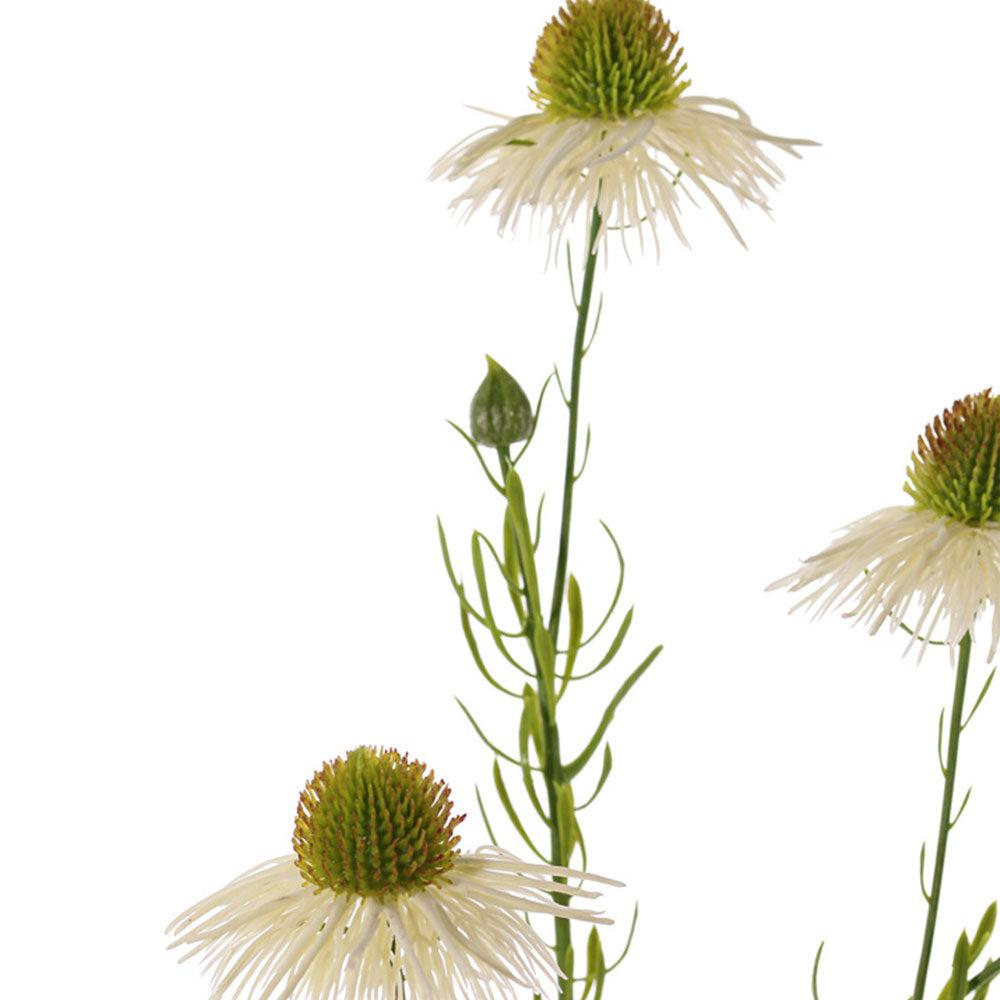 EQUINÁCEA CREMA 70CM