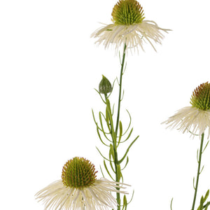 EQUINÁCEA CREMA 70CM