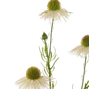 EQUINÁCEA CREMA 70CM