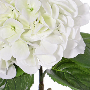 HORTENSIA BLANCA 60 CM