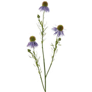 EQUINÁCEA LAVANDA 70CM