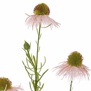 EQUINÁCEA ROSADA 70CM