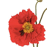 AMAPOLA ROJA XL 90CM