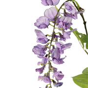 FLOR DE LA PLUMA LILA 105 CM