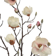 MAGNOLIA SOULANGEANA ROSA PALIDO 107 CM