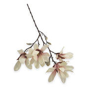 MAGNOLIA STELLATA ROSA PALIDO 60CM