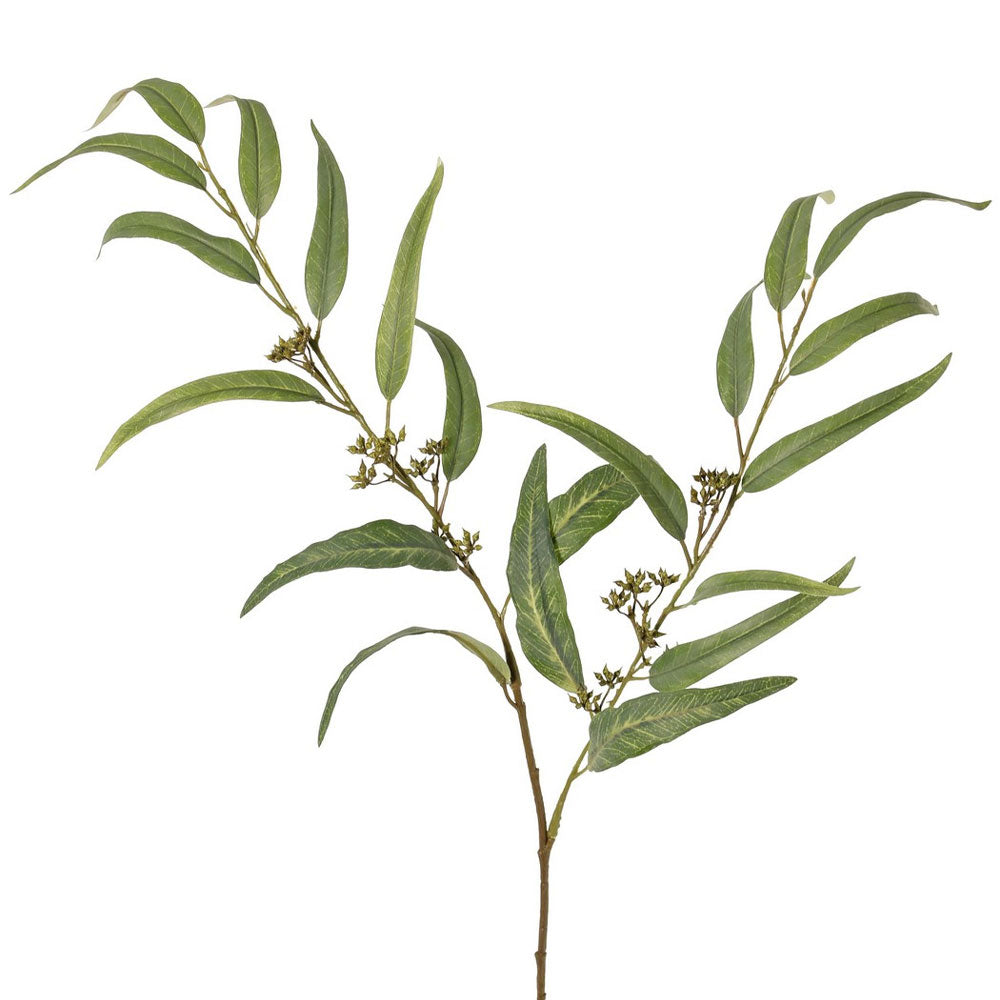 EUCALIPTO GLOBULUS 91CM