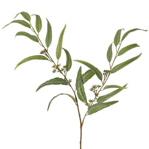 EUCALIPTO GLOBULUS 91CM