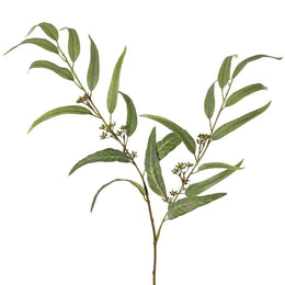 EUCALIPTO GLOBULUS 91CM