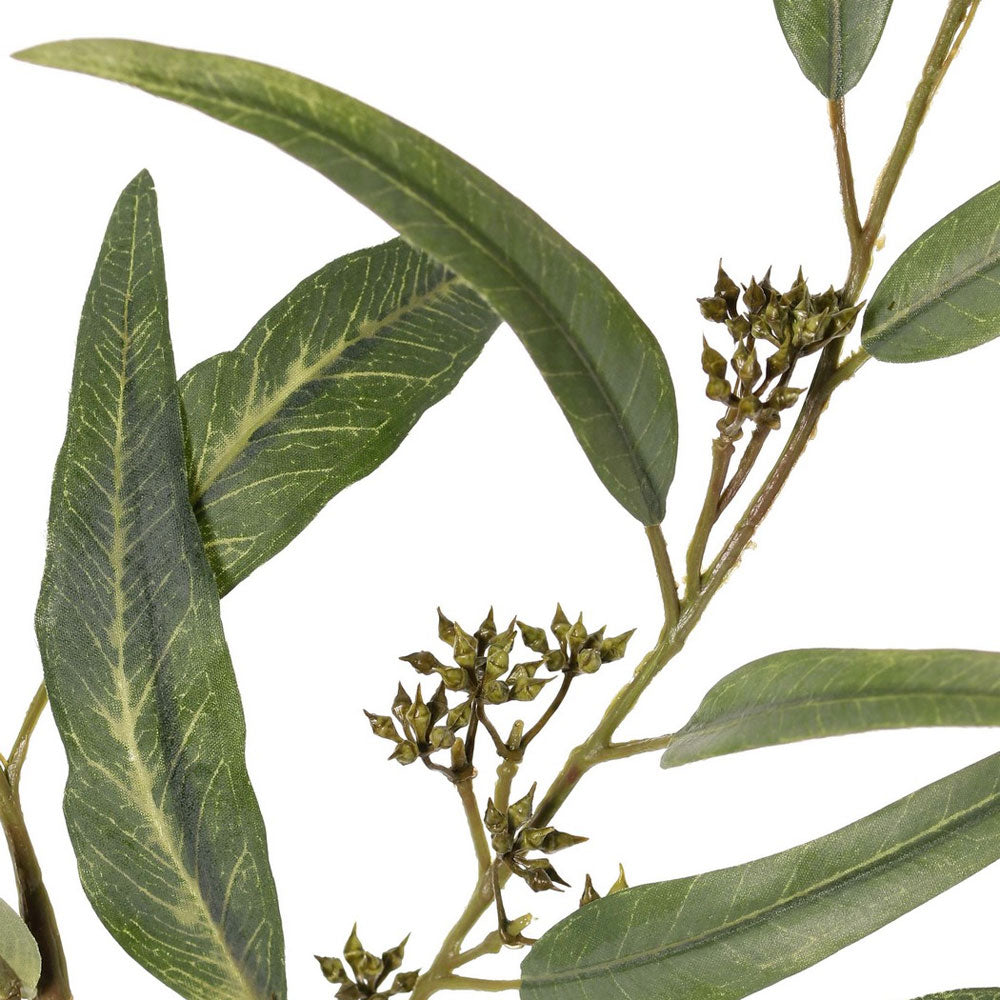 EUCALIPTO GLOBULUS 91CM