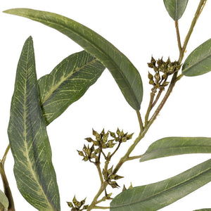 EUCALIPTO GLOBULUS 91CM