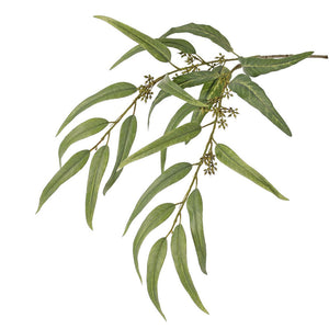 EUCALIPTO GLOBULUS 91CM