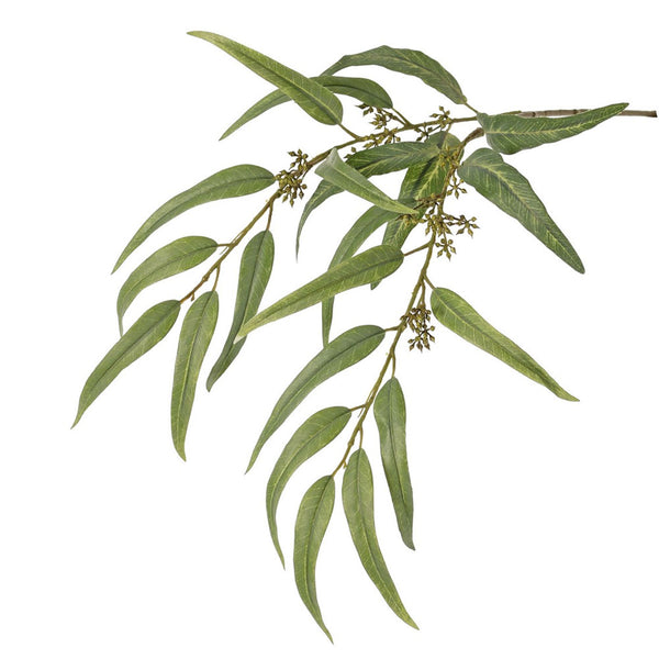 EUCALIPTO GLOBULUS 91CM